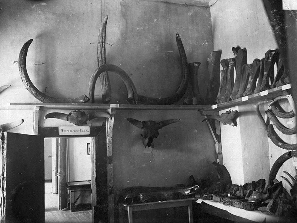Зал палеонтологии РГОМ. 1924 г. Фото Н.А. Кособрюхова