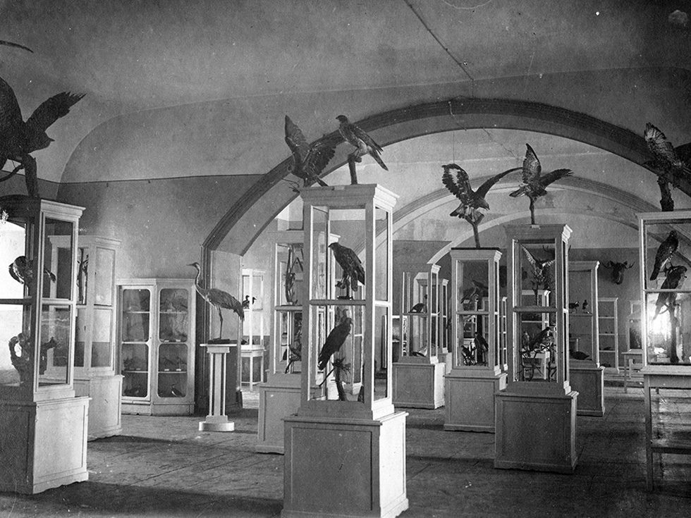 Зоологический подотдел РГОМ. 1924 г. Фото Н.А. Кособрюхова.